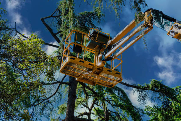 Best Arborist Services Near Me  in Williamsport, PA